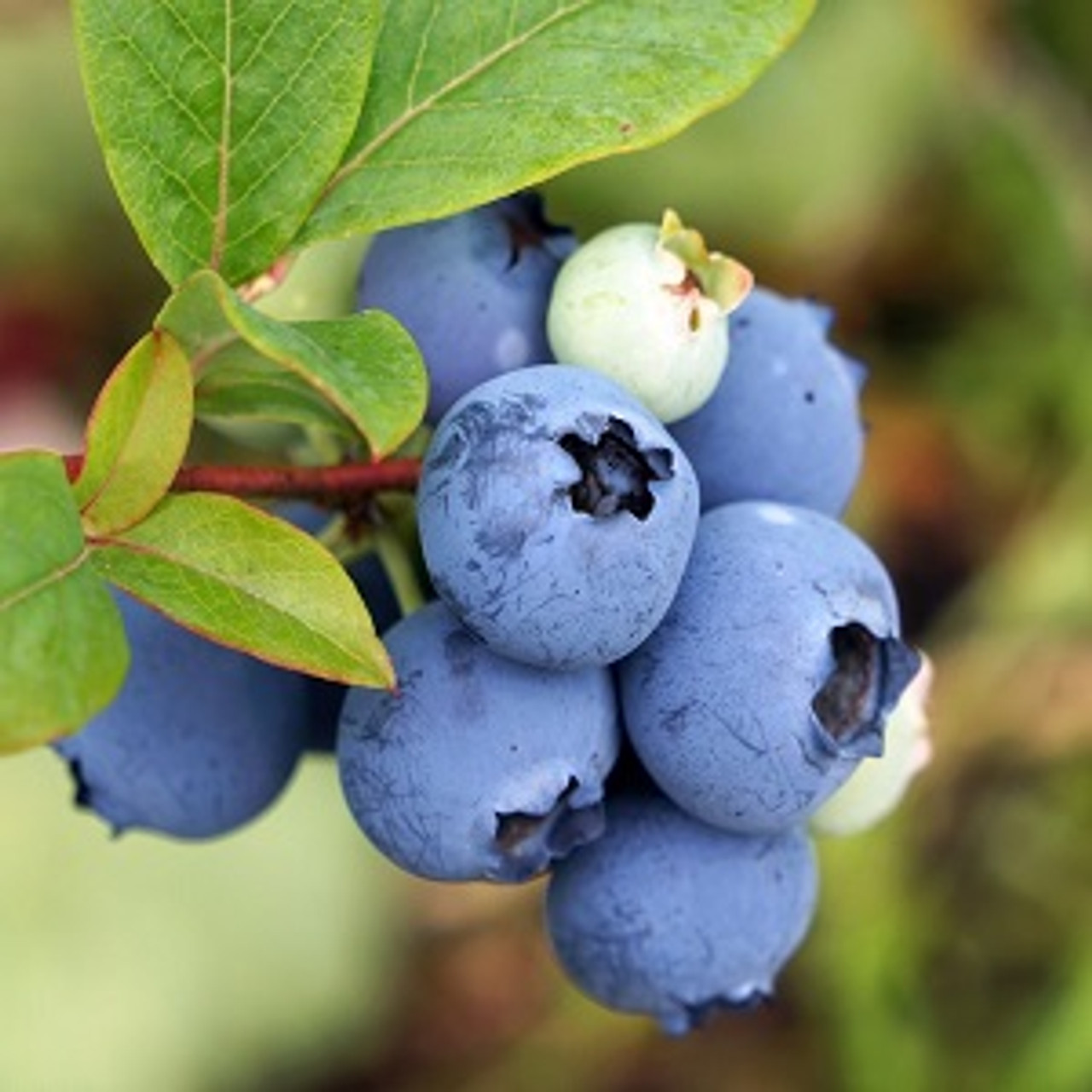 3 in1 blueberry.jpg