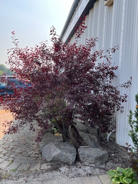 purple leaf sandcherry.jpg