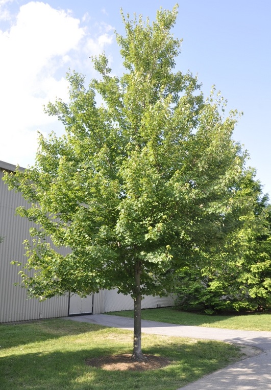 october glory maple.jpg