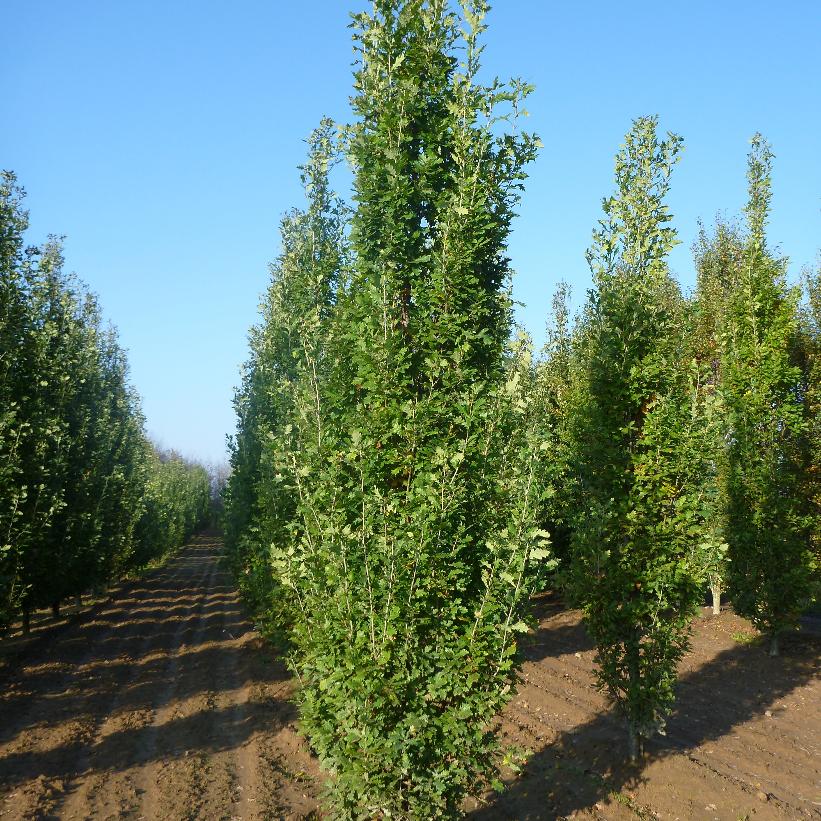 pyramidal english oak.jpg