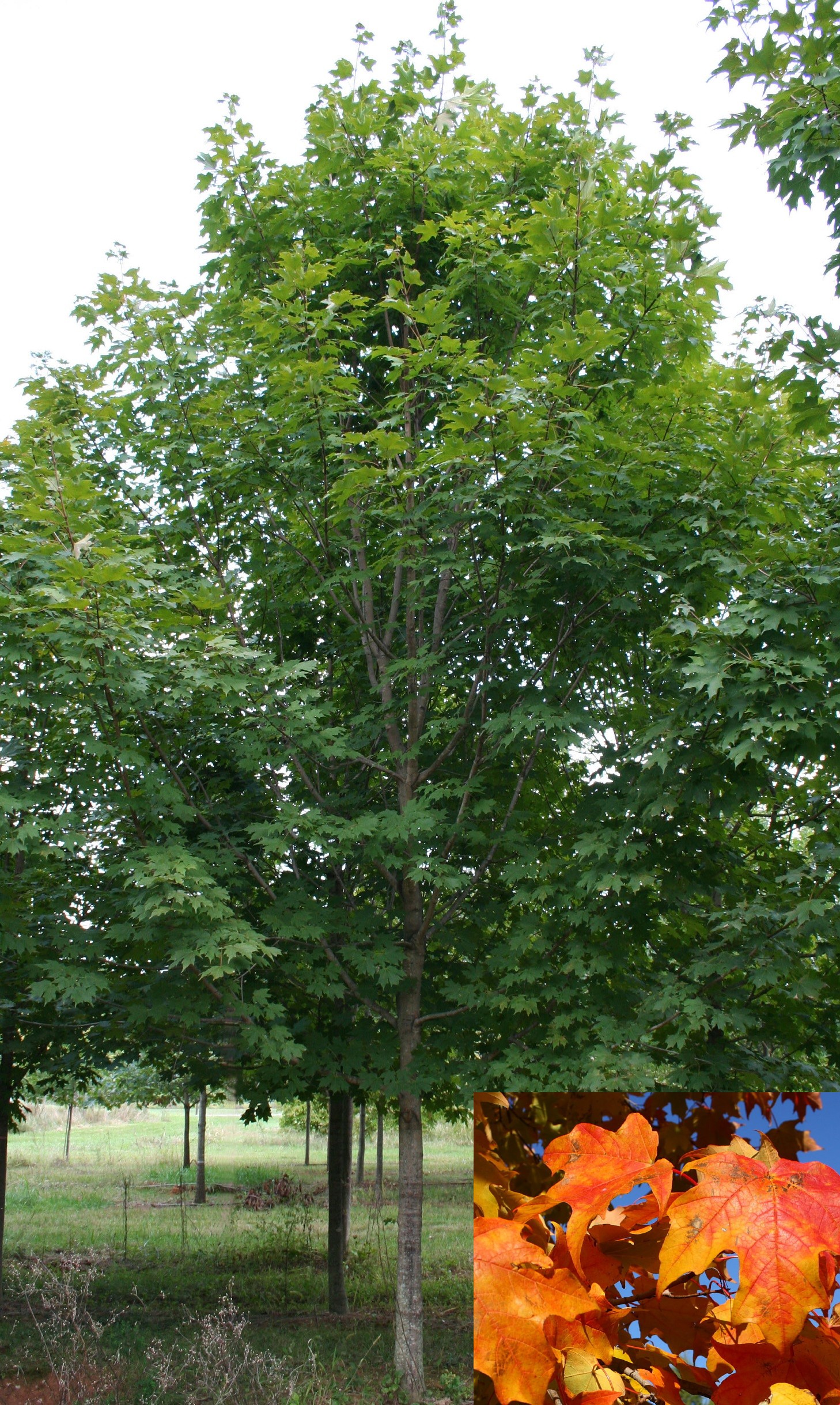 green-mountain-sugar-maple2.jpg