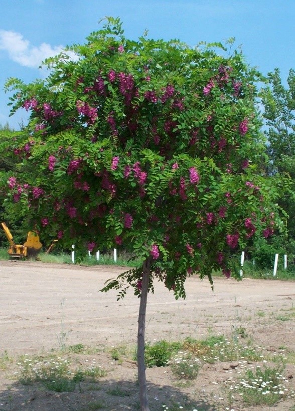 purple robe locust.jpg