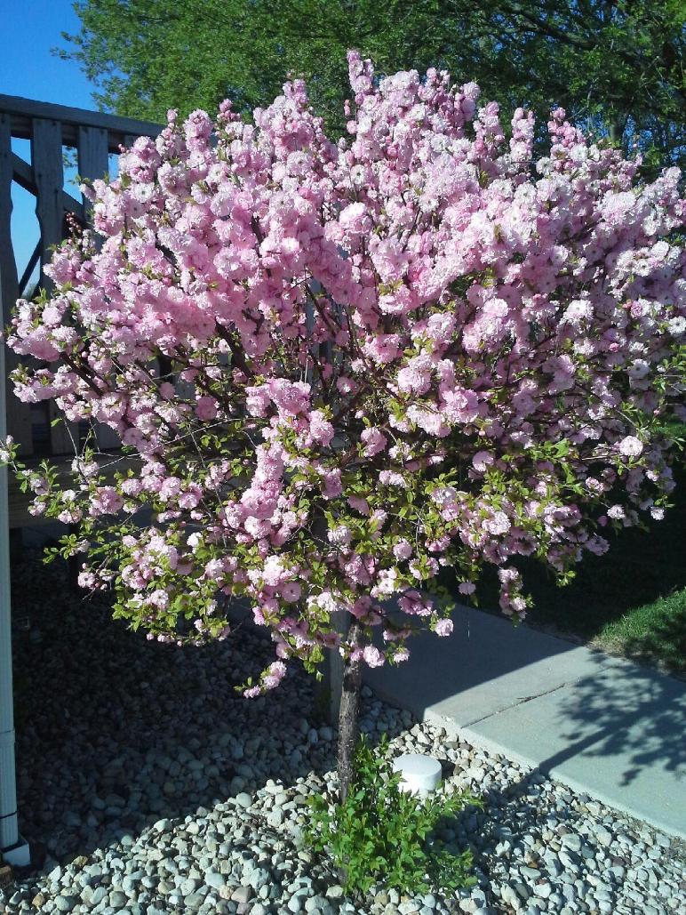 flowering almond standard.jpg