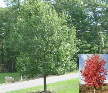 autumn fantasy maple2.jpg