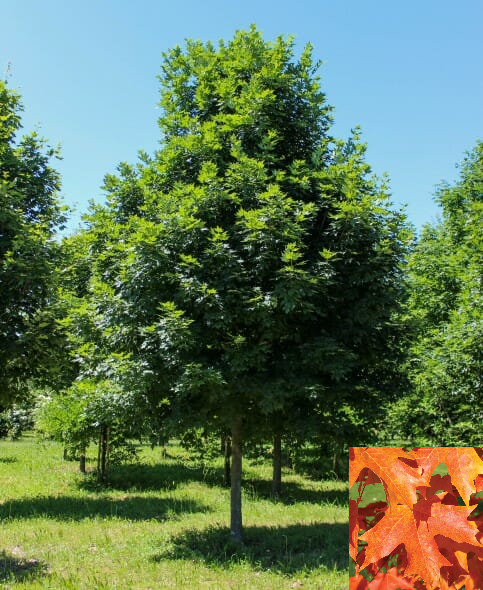 Legacy Sugar Maple-fotor-20240110114517.jpg