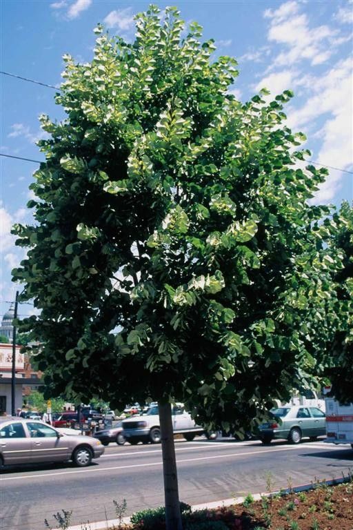 Sterling Silver Linden.jpg