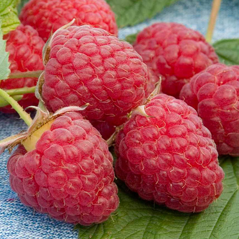 heritage raspberry.jpg