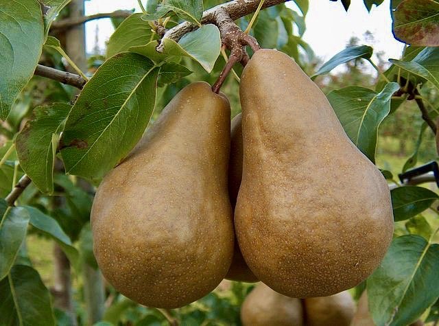 Bosc+Pear.jpeg