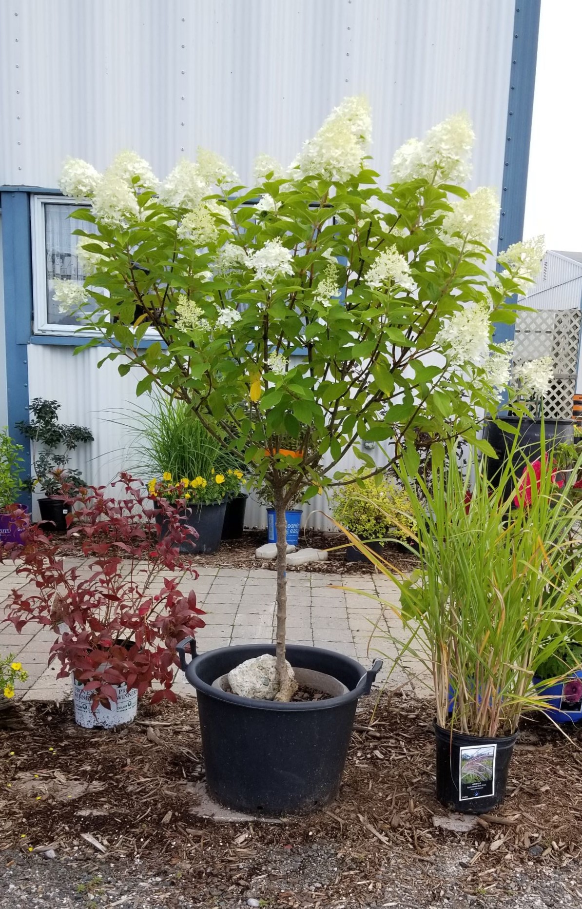 limelight hydrangea.jpg