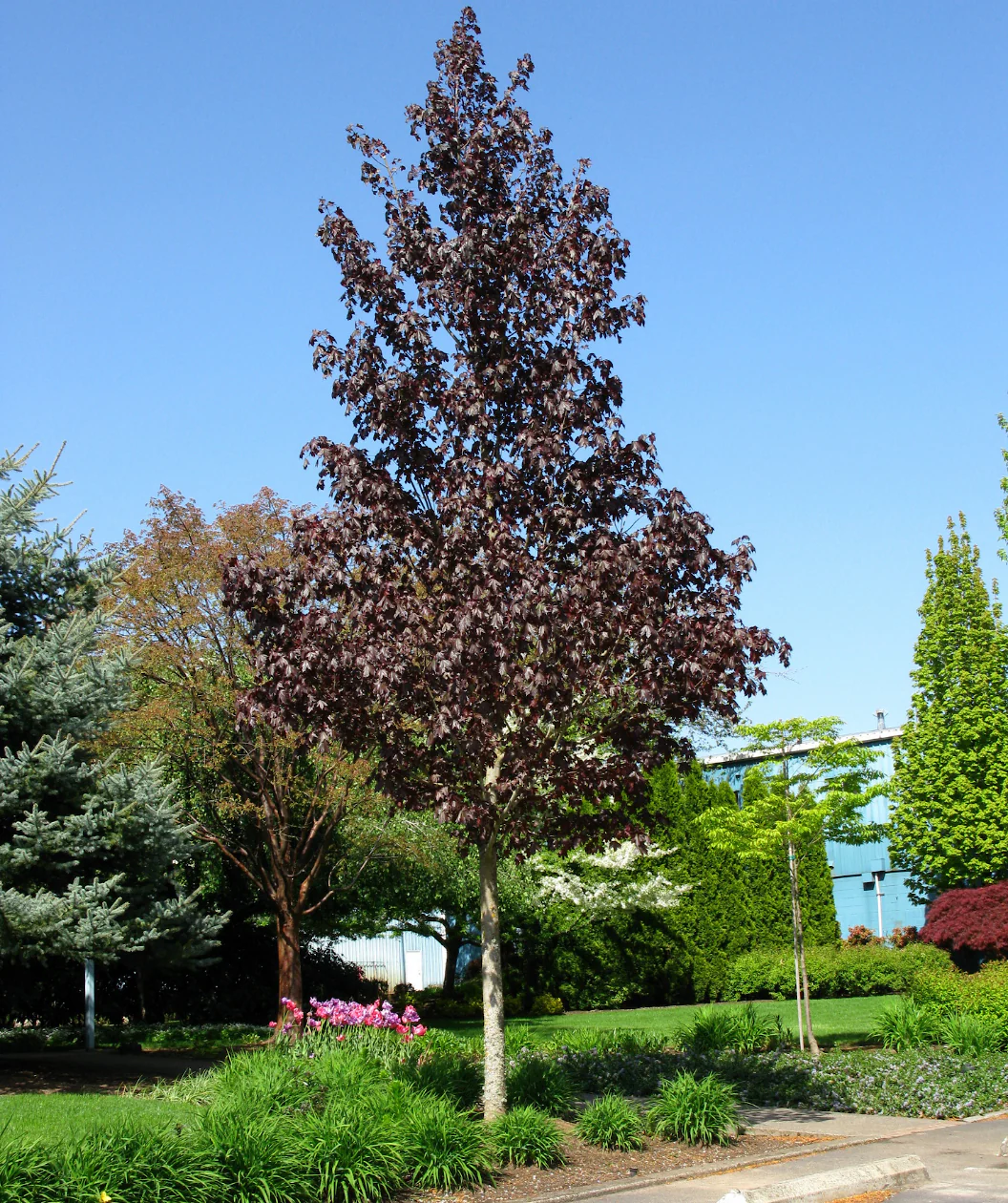 Crimson Sunset Maple.webp