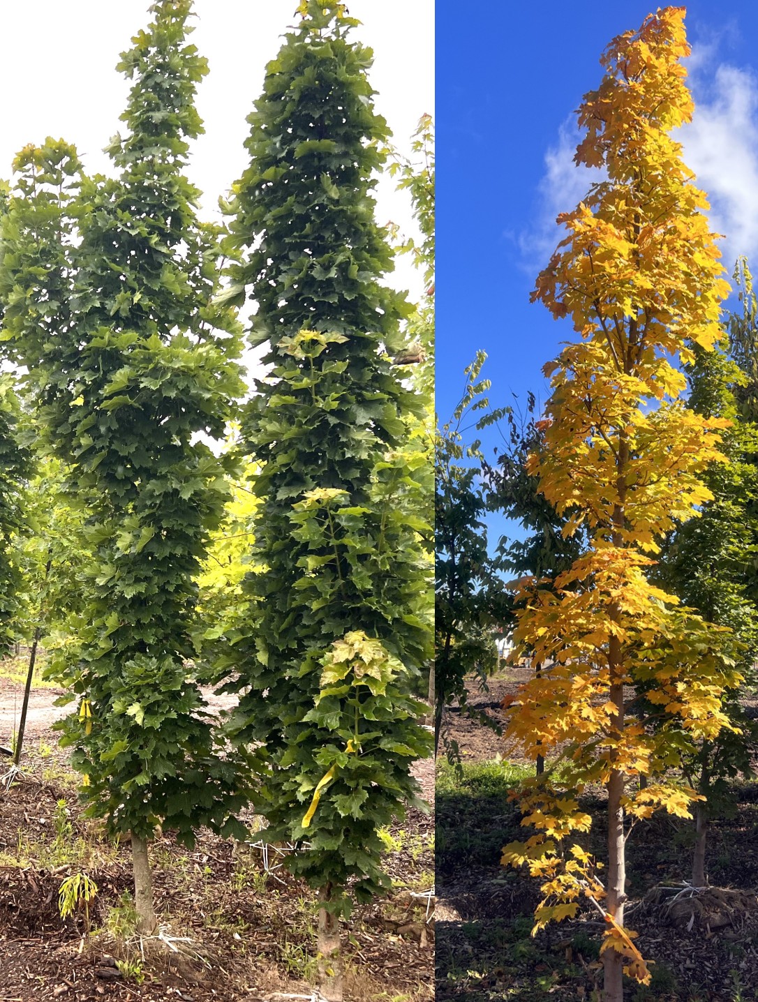 columnar maple summer and fall.jpg