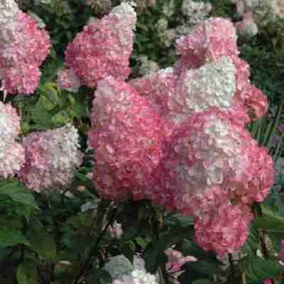 pink diamond hydrangea.jpg
