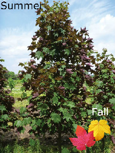 regal petticote maple 1edited.jpg