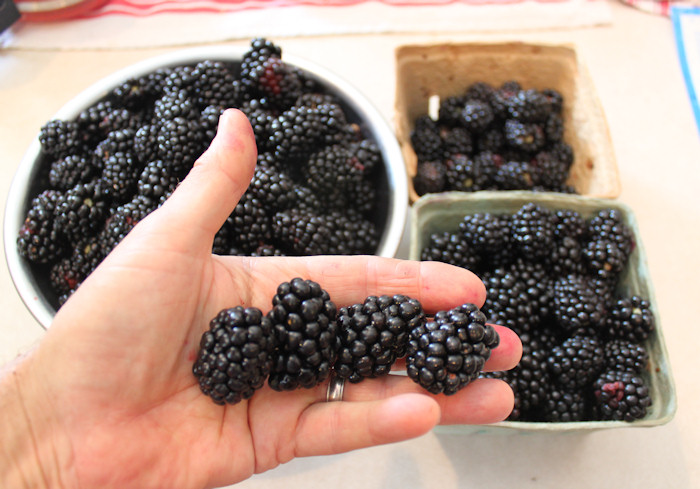 apache blackberry.jpg