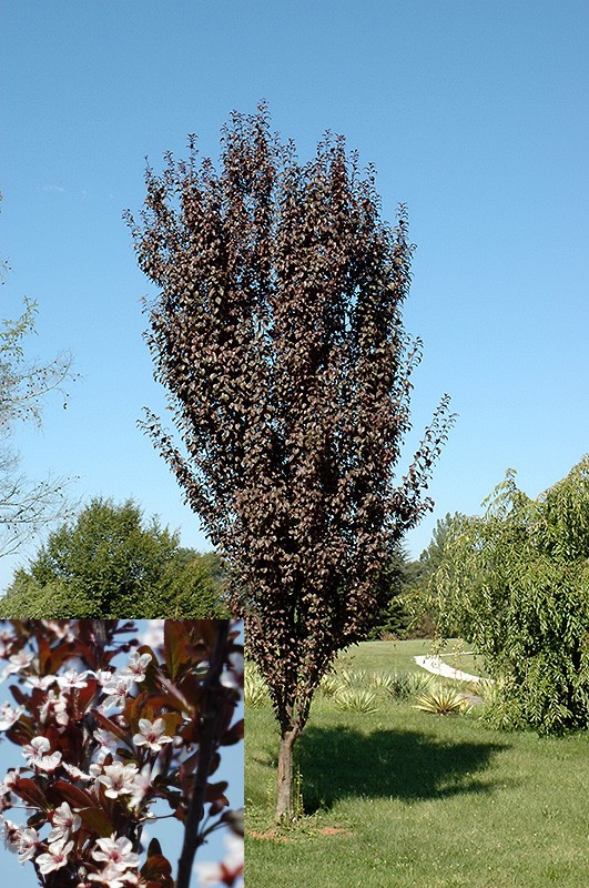 crimson pointe plum w flower.jpg