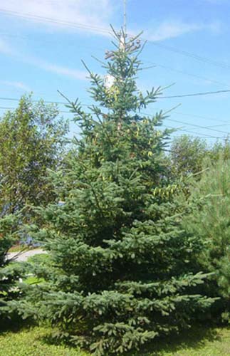 Evergreen Trees | Spring Tree Farm Innisfil, ON