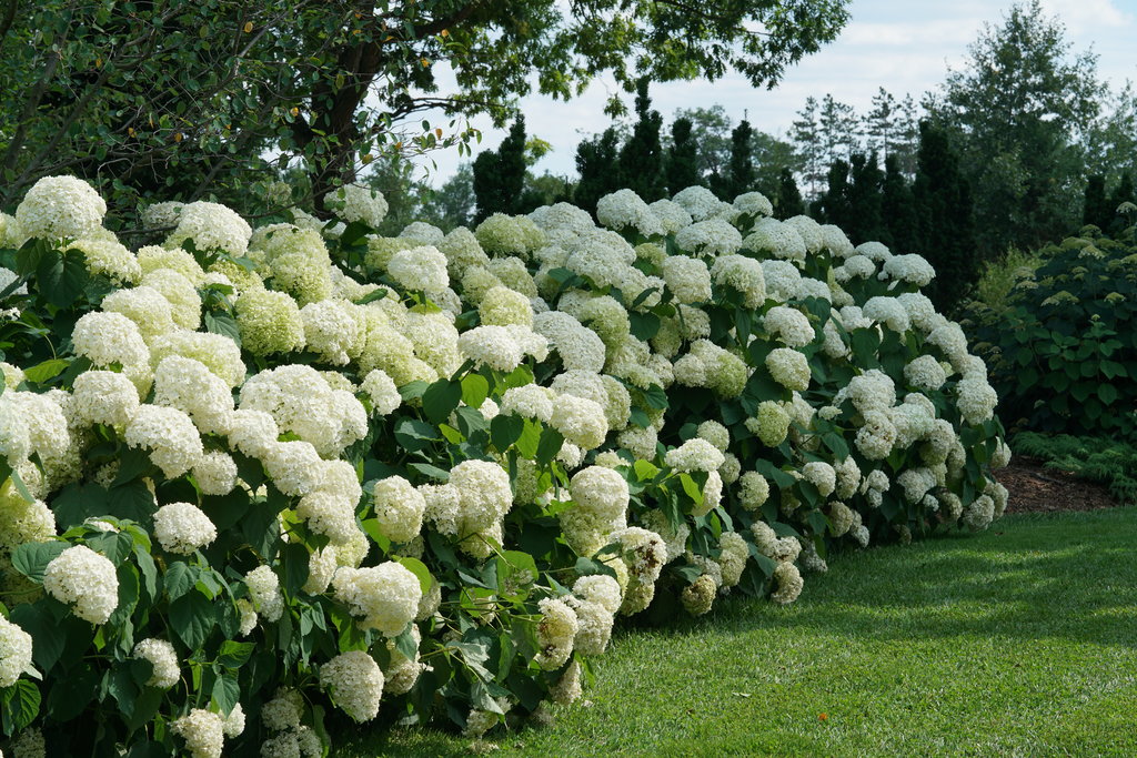 hydrangea_arborescens_incrediball_dsc03354.jpg