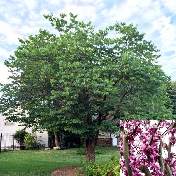eastern redbud w flower.jpg