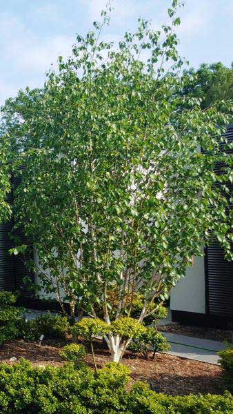 Jacquemontii Birch1.jpg