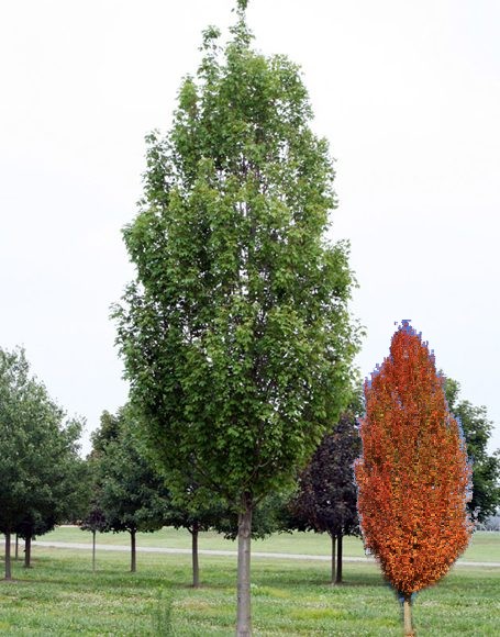 armstrong maple(1).jpg