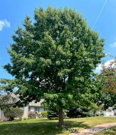 red_oak_in_yard.jpg