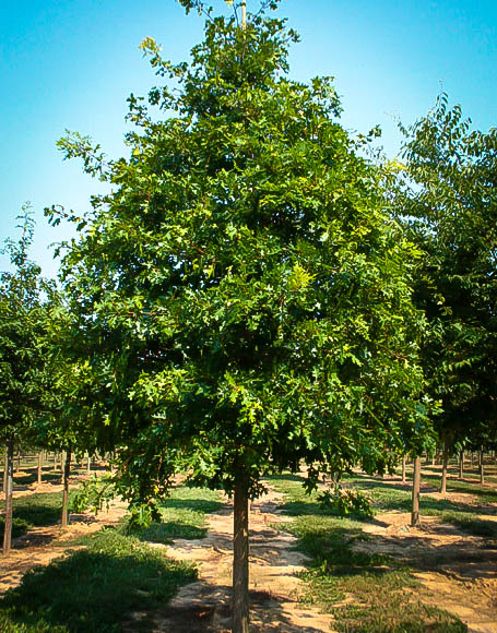 scarlet-oak-tree-3.jpg