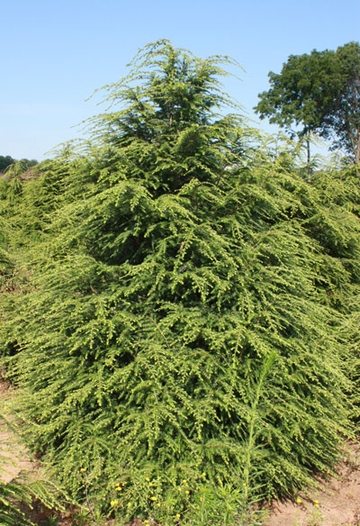 canadian hemlock.jpg