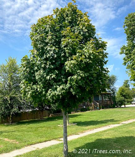emerald_lustre_norway_maple_parkway_tree.jpg