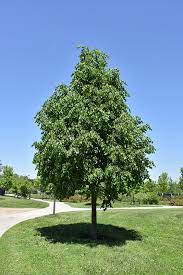 greenspire linden 1.jpg