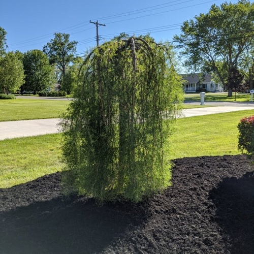 cutleaf weeping caragana.jpg